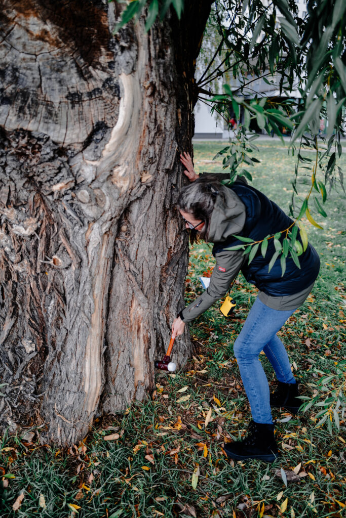 Inspekcja drzew Inspekcja drzew