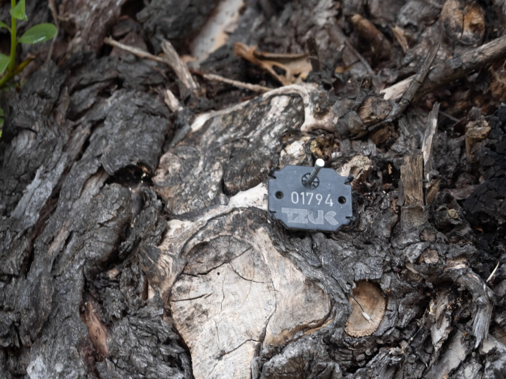 Inwentaryzacja zieleni Arbotag