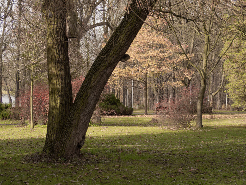 Inspekcja drzew inspekcja drzew