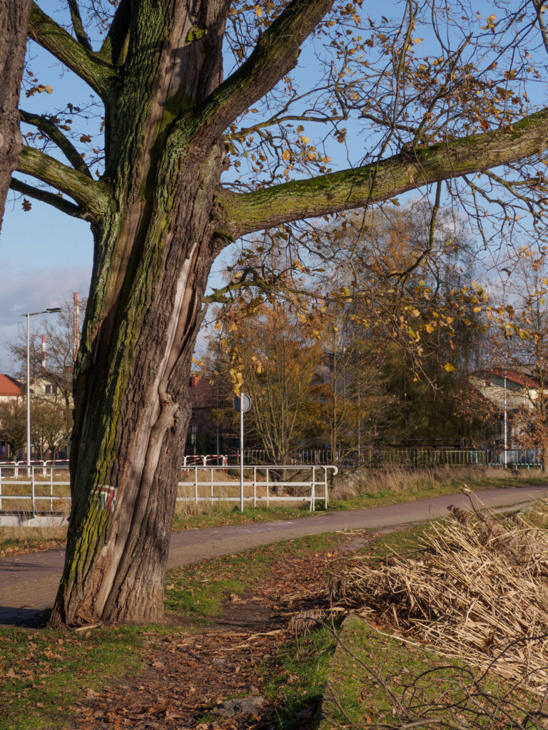 Zarządzanie zadrzewieniami zarządzanie zadrzewieniami