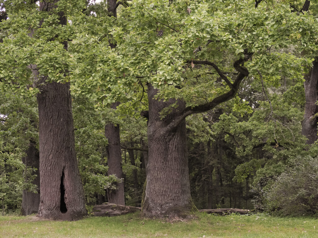 Zarządzanie drzewami