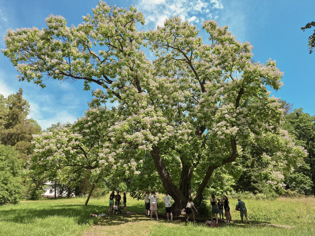 Projekty ochrony drzew katalpa surmia